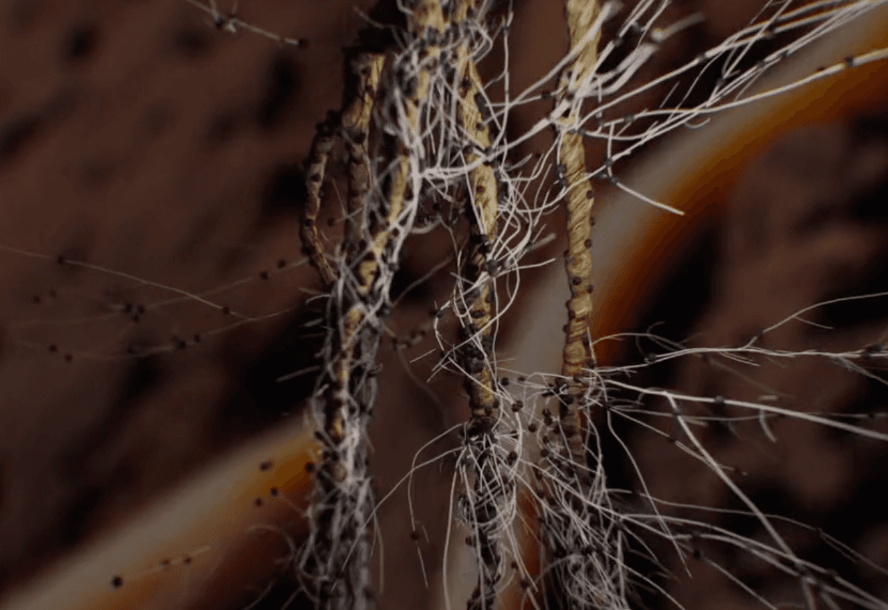 Loam Bio